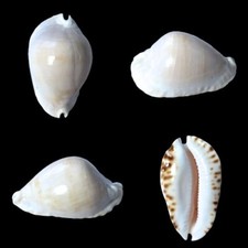 Cypraea, Zoila marginata albanyensis f. nimbosa, Garden Isl, W.Australia, 54,2mm