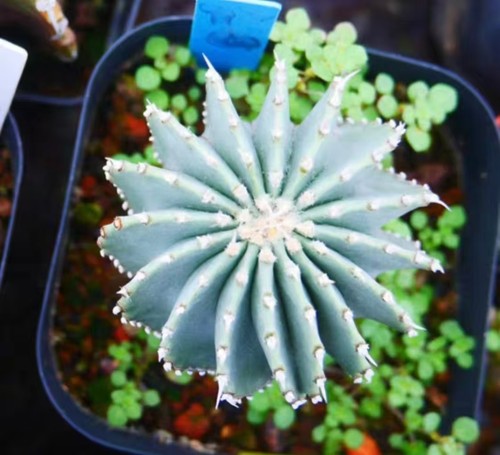 Rara pianta cactus - , geohintonia