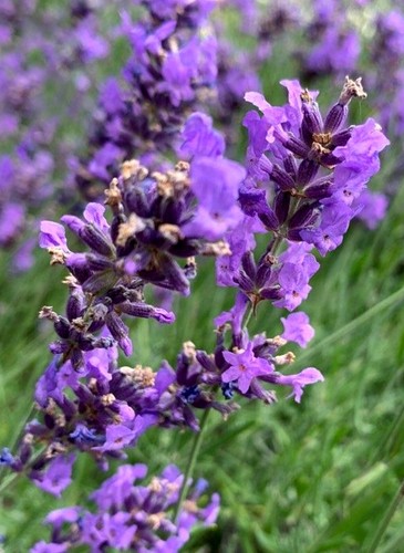 500 semi lavanda lavandula - 500,