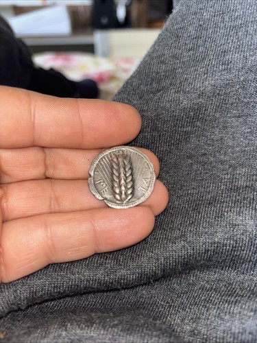 Lucania metapontum stater - lucania,