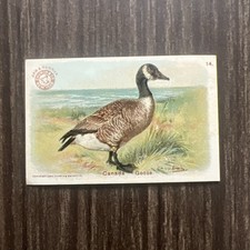 Antico 1904 Arm & Hammer