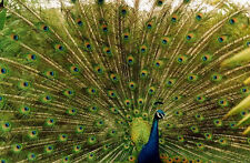 Quadro olio dipinto a mano uccellini maschio pavone tela formato spedizione gratuita 