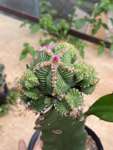 Rara pianta succulenta