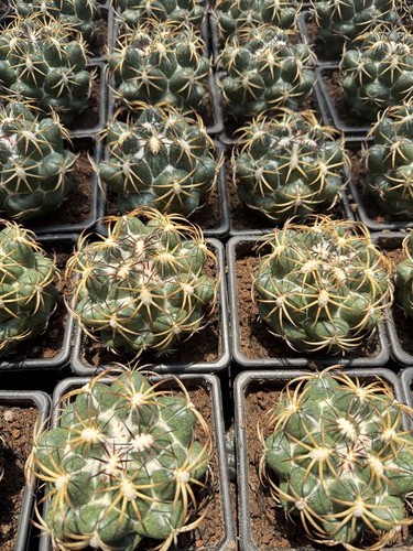 1pcs 9cm coryphantha - 9cm,