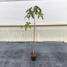 Albero Brachychiton