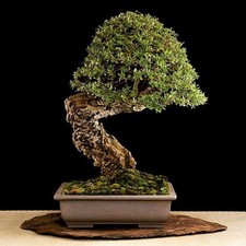 QUERCUS SUBER - QUERCIA DA