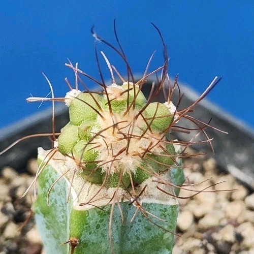 Copiapoa superba 1890 - superba,