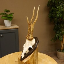 Corna capriolo - corna,