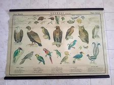 UCCELLI RAPACI- Tavola prima