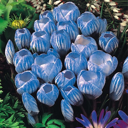 Bulbi fiori cipolle - fiori,
