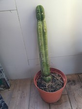 Pachanoi, San🌵Pedro 50CMS