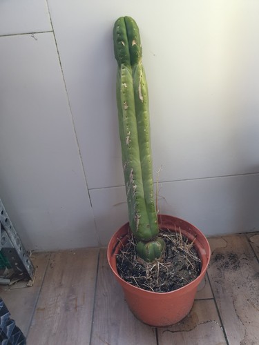 Pachanoi san pedro 50cms - san🌵pedro,