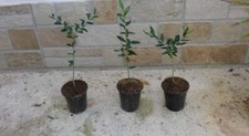 Pianta olivo bonsai - , prebonsai