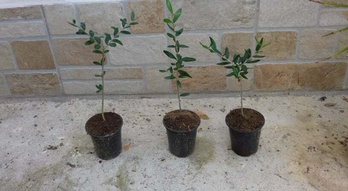 Pianta olivo bonsai prebonsai