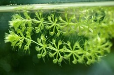 10 SEMI ALDROVANDA VESICULOSA, semi selezionati + OMAGGIO