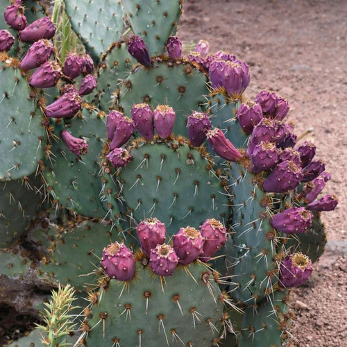 Opuntia engelmannii seeds - 10,