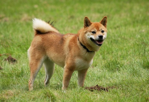 Shiba inu cane - inu,