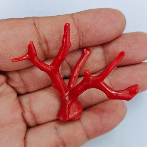 Corallo rosso italiano