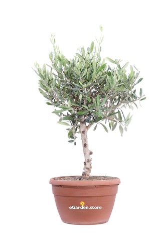 Bonsai olivo ulivo - bonsai,