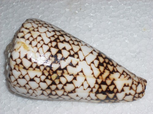 Conus bandanus monster - bandanus,