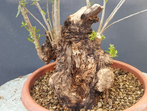 Bonsai olivastro robusta - bonsai,