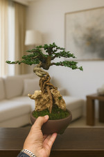 Carmona Retusa sulla roccia (OTR) - Bonsai di Hokiantea albero vivente