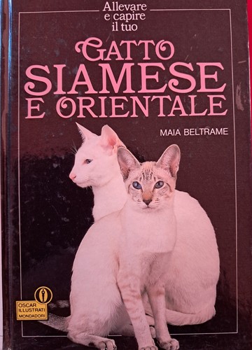 721 gatto siamese e - siamese,
