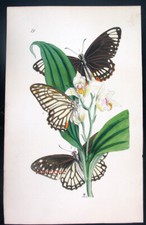 1854,ARCANA DI WESTWOOD H/Col PAPILIO ASIATICO PALEFATI, XENOCLE, LEUCOTHOE VP8