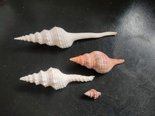 Conchiglia Shell  Lotto  FASCIOLARIIDAE   set di 4 pezzi