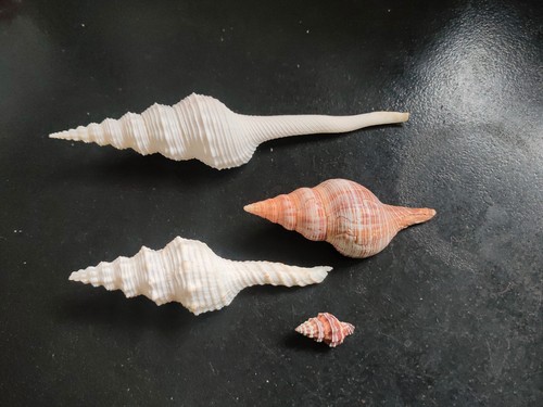 Conchiglia shell lotto - conchiglia,