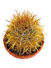 Ferocactus chrysacanthus