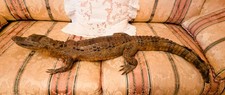 Coccodrillo vintage - ,
