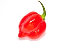 HABANERO ROSSO SAVINA 30 SEMI