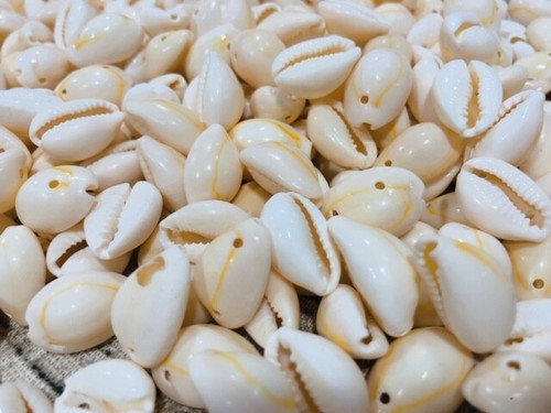 Prezzo ribassato conchiglie - ribassato!,