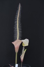 Amorphophallus natolii Corm