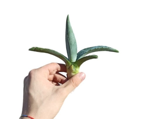 Agave americana radici nude - agave,