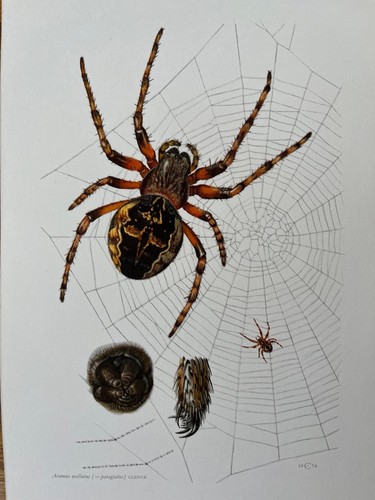 Stampa ragno araneus - ragno,