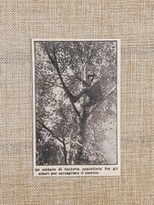 Italian infantry among trees