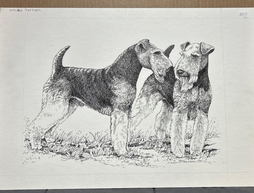 Welsh terrier penna - terrier,