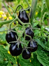 Semi di pomodoro da cocktail