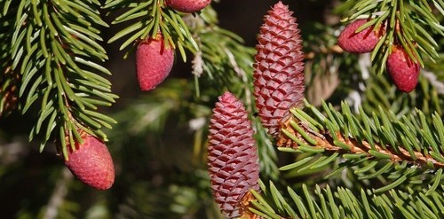 Picea abies alba europa - abies,