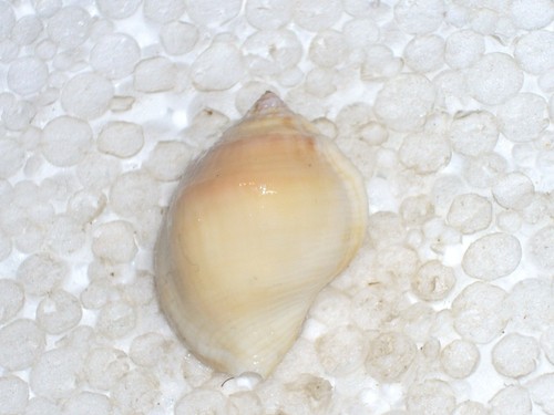 Aspa marginata monster - aspa,