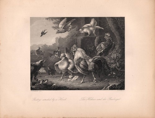Stampa antica galli galline - stampa,
