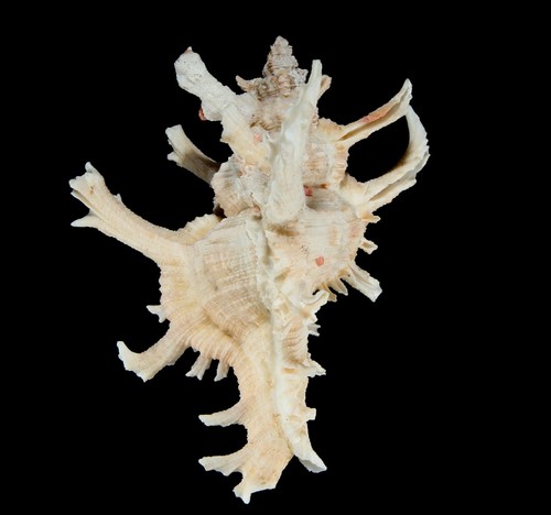 Seashell 134 chicoreus - seashell, #134