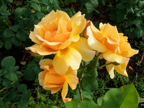 Semi rosa giallo - ,