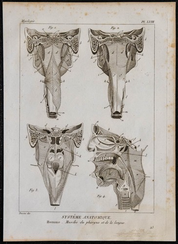 1825 muscoli del - muscoli, e