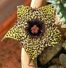 1 Talea senza Radici Huernia