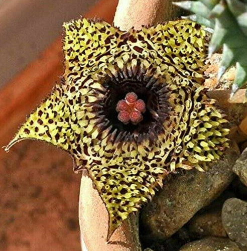Talea senza radici huernia - talea,