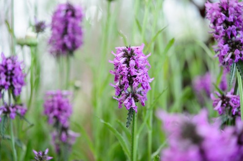Stachys officinalis seeds - 50,