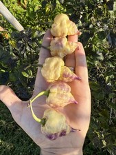 10 semi di peperoncino JXPXR Lemon + guida + omaggio